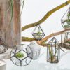 Szklane terrarium – Sześcian na Rogu - obrazek 4