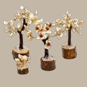 Zestaw 4 Drzewek Gomati Chakra