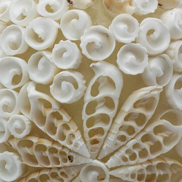 Lampa Boho z Muszli Morskiej – Cut Art Shell Owalna – 15 cm