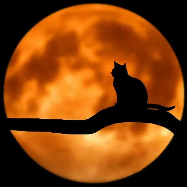 Czarny kot na tle księżyca – baner sklepu ezoterycznego Chatka Wiedźmy